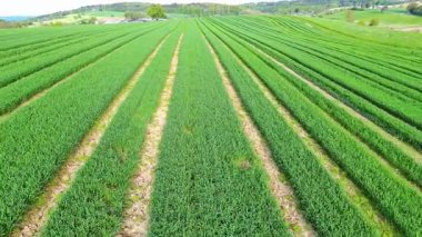 Geniş yeşil tarla, olgunlaşmamış mısır gevreği bitkileri sırayla büyüyor ve bulutlu bahar havasında kırsal alanda dar toprak yollar açıyor. Video 4k UHD eş zamanlı