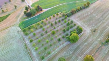 Çiftçiler arasında küçük yeşil meyve ağaçları olan büyük bir kırsal tarım bahçesi. Tahıl tarlaları ve kırsal kesimdeki sık ve karanlık bir ormanın arka planında çimenli yabani çayırlar. Video 4k UHD eş zamanlı