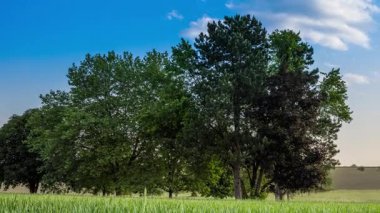Kırsal alanda geniş bir tarımsal buğday tarlasının ortasında, bulutlu mavi bir gökyüzüne karşı yeşil yay yoğunluğunda yaprakları olan birkaç büyük çiçek açan meyve ağacı duruyor. Video 4k UHD zaman ayarlı