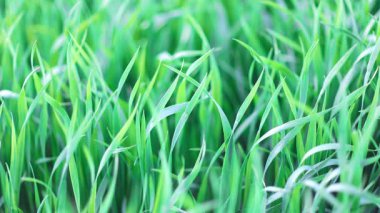 Kapalı yeşil taze, uzun çimenler geniş, vahşi bir bahar çayırında. 4k video yavaş çekim UHD