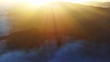 Yoğun, vahşi bir dağ ormanındaki kozalaklı ağaçların uzun gölgeleri, berrak bir gökyüzünde, kör edici, parlak bir akşam güneşinin arka planına karşı. Video 4k UHD eş zamanlı