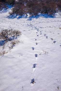 Amsterdamse 'deki karlı ve buzlu kış manzarası Waterleidingduinen, berrak mavi gökyüzü.