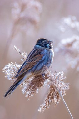 Alelade bir sazlık kiraz kuşu olan Emberiza schoeniclus, kamış başlıklı Phragmites australis 'te şarkı söyler. Sazlık yatakları, bulutlu bir günde bahar mevsiminde sert rüzgarlar nedeniyle sallanıyor..