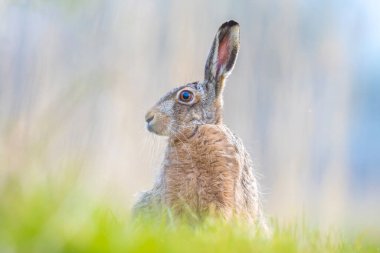 Vahşi bir Avrupa tavşanı olan lepus europaeus 'un kapanışı, Baharda çimenlerde oturması