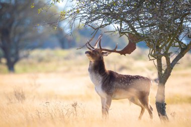 Çiftleşme mevsiminde büyük boynuzları olan Fallow deer Dama Dama erkek geyiği. Sonbahar güneşi ve doğa renkleri arka planda açıkça görülebilir..