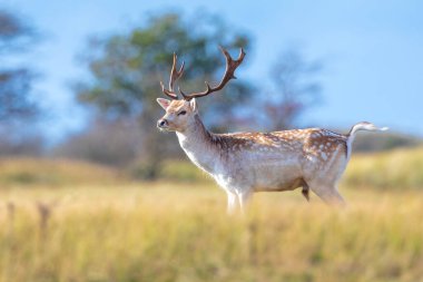 Çiftleşme mevsiminde büyük boynuzları olan Fallow deer Dama Dama erkek geyiği. Sonbahar güneşi ve doğa renkleri arka planda açıkça görülebilir..