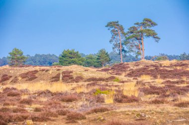 Renkli bozkır manzarası, Ulusal Park Hoge Veluwe Holland İlkbaharda