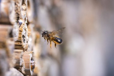 Batı bal arısı ya da Avrupa bal arısı Apis Mellifera 'nın bir böcek oteliyle beslenmesine yakın çekim