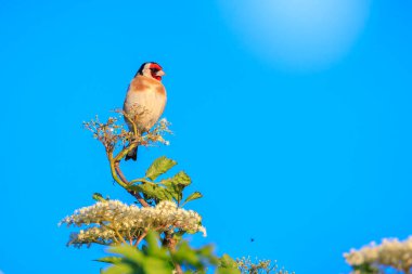 Avrupai ispinoz kuşu, Carduelis carduelis, Bahar mevsiminde tünemiş, yemiş ve tohum yemiştir.