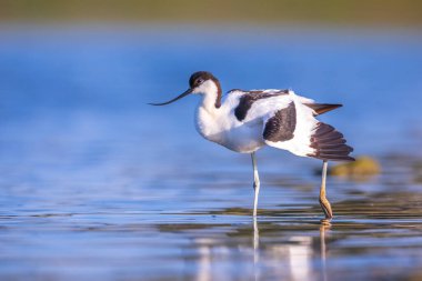 Pied Avocet, Recurvirostra avosetta; suda yiyecek arayan yavrulara bakan ebeveyn