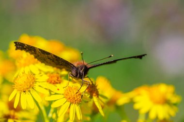 Aglais io, Tavuskuşu Kelebeği çayırdaki sarı çiçeklerle besleniyor. arka plan, kanatlar açık