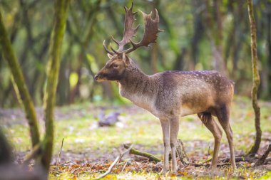 Fallow geyiği Dama Dama geyiği ormanda yürüyor. Doğa renkleri arka planda açıkça görülebilir, seçici odak kullanılır.