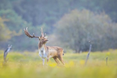 Fallow geyiği Dama Dama geyiği ormanda yürüyor. Doğa renkleri arka planda açıkça görülebilir, seçici odak kullanılır.