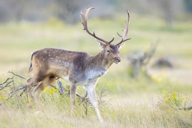 Fallow geyiğine yakın çekim, Dama Dama, bir tarlada ot arıyor.