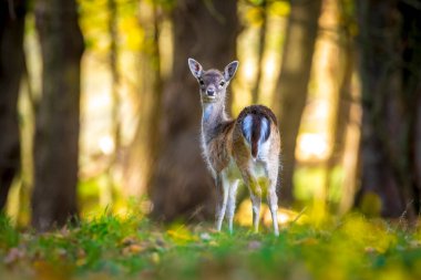 Güz mevsiminde geyik avlayan Dama Dama. Sonbahar sisi ve doğa renkleri arka planda açıkça görülebilir..