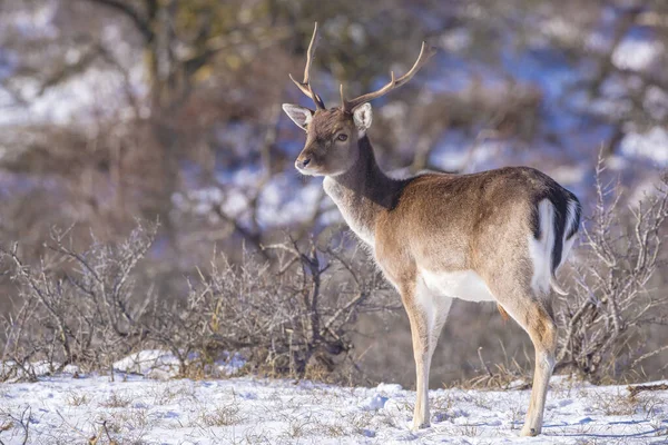 Fallow Deer Stag Dama Dama Foraging Winter Forest Snow Ice — Stock Photo, Image