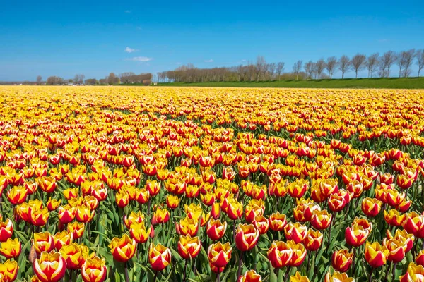 Stock image Blooming colorful Dutch yellow red tulips flower field under a blue sky. Zeeland, the Netherlands