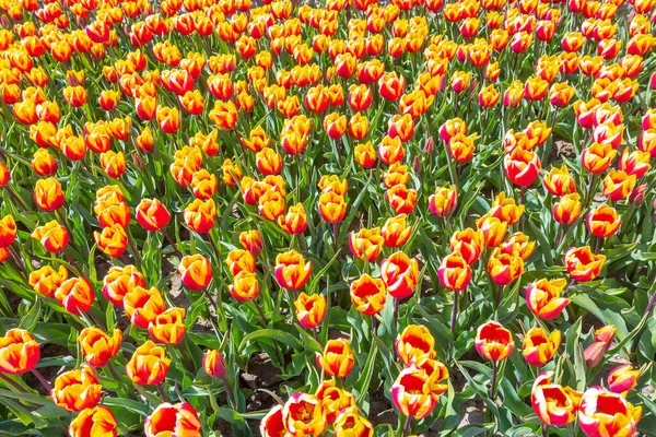 Floraison Tulipes Rouges Jaunes Néerlandais Colorés Champ Fleurs Sous Ciel — Photo