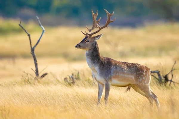 Fallow Deer Dama Dama Male Stag Big Antlers Rutting Season — Stock Photo, Image