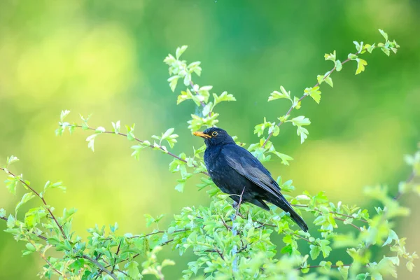 Male European Blackbird Turdus Merula Singing Tree Clear Sunny Day — Fotografia de Stock