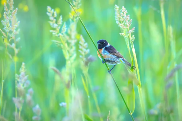 Stonechat Saxicola Rubicola Uccello Primo Piano Che Canta Sole Del — Foto Stock