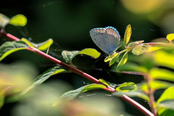 Μια Μπλε Πεταλούδα Celastrina Argiolus Που Τρέφεται Ιερό Μπλε Έχει — Φωτογραφία Αρχείου