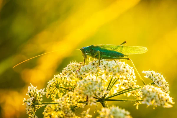 Macro Close Great Green Bush Cricket Male Tettigonia Viridissima Sunset — Photo