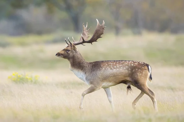 stock image Fallow deer Dama Dama stag walking in a forest. The nature colors are clearly visible on the background, selective focus is used.