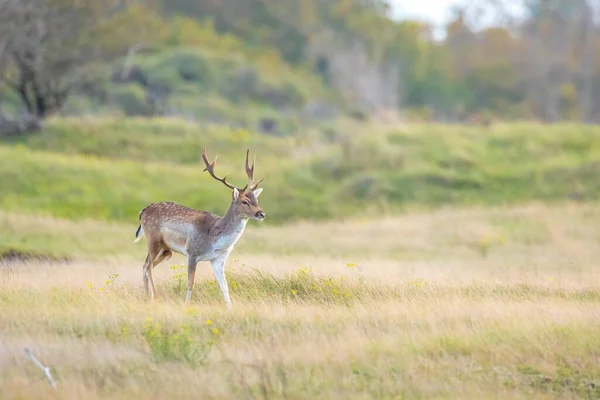 stock image Fallow deer Dama Dama stag walking in a forest. The nature colors are clearly visible on the background, selective focus is used.