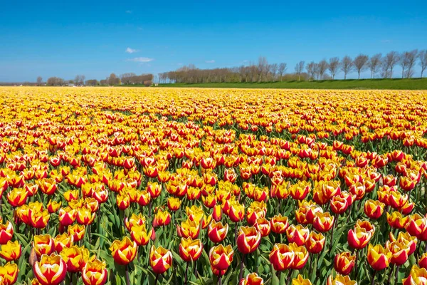 Floraison Tulipes Rouges Jaunes Néerlandais Colorés Champ Fleurs Sous Ciel Image En Vente
