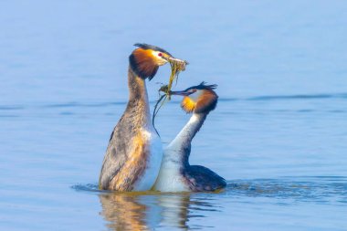 İki büyük ibikli yunus, Podiceps kristali, bahar mevsiminde çiftleşme.