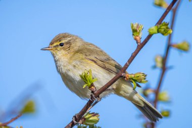 Yaygın bir chiffchaff kuşunun yakın çekimi Phylloscopus collybita, güzel bir yaz akşamında yeşil, canlı bir arka planda yumuşak bir ışık ile şarkı söylüyor..