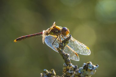Erkek avare bir dartın yakın çekimi, Sympetrum vulgatum, bitki örtüsünde asılı yusufçuk.