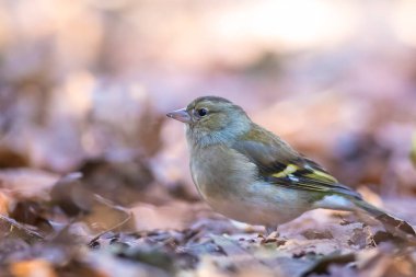 Fringilla Coelebs, bir ağaca tünemiş dişi papatya ağacına yakın.