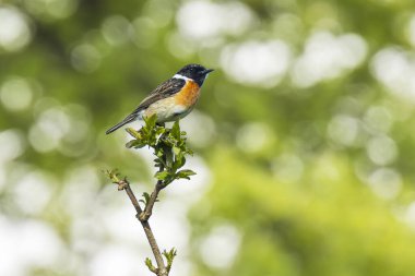 Stonechat, Saxicola rubicola, close-up singing in the morning su