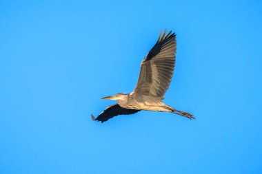 Closeup of a grey heron, Ardea cinerea, in flight against a blue sky