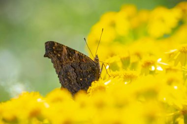 Aglais io, Tavuskuşu Kelebeği çayırdaki sarı çiçeklerle besleniyor. arka plan, kanatlar açık