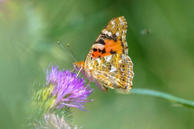 Boyalı Leydi Kelebek, Vanessa Cardu, devedikeni nektarıyla besleniyor..
