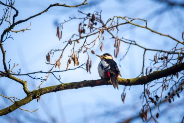 Closeup of a great spotted woodpecker bird, Dendrocopos major, perched in a dark forest in Winter season