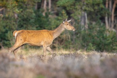 Dişi kızıl geyik geyiği ya da arka Cervus elaphus, güneşli bir günde, ormanın önünde mor bir fundayla çayırda.. 