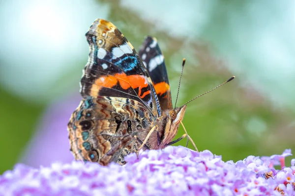 Red Admiral butterfly, Vanessa atalanta, feeding nectar from a purple butterfly-bush in garden. Bright sunlight, vibrant colors.