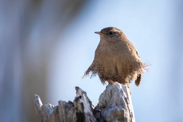 Gros Plan Oiseau Troglodytes Troglodytes Oiseau Chantant Dans Une Forêt Images De Stock Libres De Droits