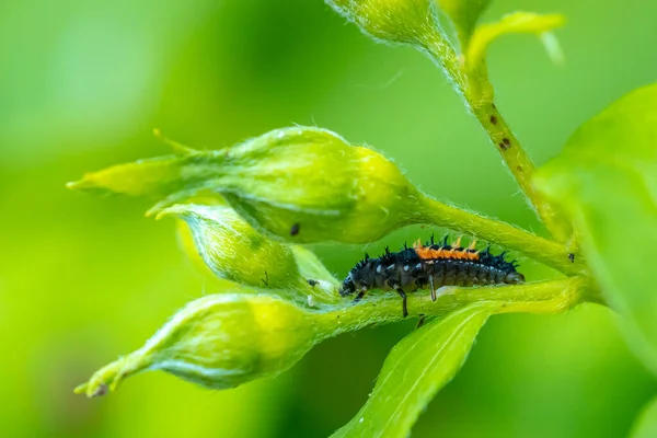 瓢虫幼虫或蛹的特写昆虫幼虫或蛹 绿植被特写镜头下的瞳孔阶段喂食 图库图片