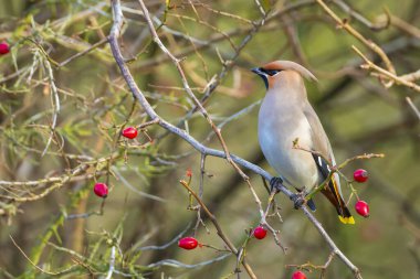 Bohemya balmumu, Bombycilla garrulus, göçmen kuş Hollanda 'da pek çok kuş gözlemcisini çeken nadir bir ziyaretçidir..