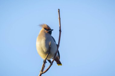 Bohemya balmumu, Bombycilla garrulus, göçmen kuş Hollanda 'da pek çok kuş gözlemcisini çeken nadir bir ziyaretçidir..