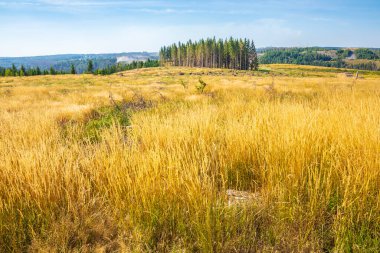 Der Harz Ulusal Parkı, Almanya. Yeşil orman, istiflenmiş kütükler, açık çim çayırları ve yürüyüş yolları..