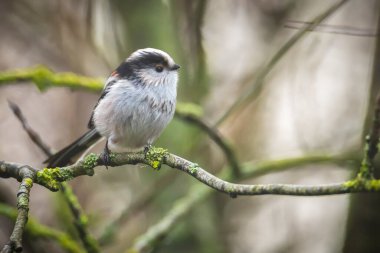 Bir uzun kuyruklu baştankara veya bushtit, uzun kuyruklu Bayağı uzunkuyruk, bir ormanda yiyecek arama sırasında sonbahar kuş closeup. Kısa, güdük bill ve çok uzun, dar bir kuyruklu küçük bir yuvarlak gövdeli baştankara.