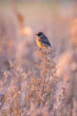 Stonechat, Saxicola rubicola, sabah güneşi altında yakın çekim.