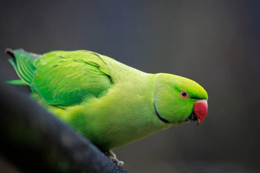 Closeup of a Rose-ringed parakeet, Psittacula krameri, also known as the ring-necked parakeet.