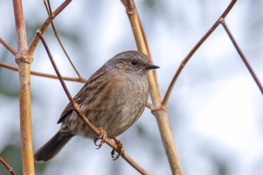 Dunnock 'un yakın çekimi, Prunella modülleri, ağaç vitrininde bir kuş ve ilkbaharda bir dişiyi cezbetmek için sabahın erken saatlerinde şarkı söylemesi..